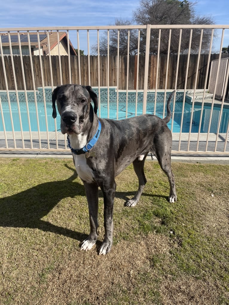 Blue, a Great Dane tested with EmbarkVet.com