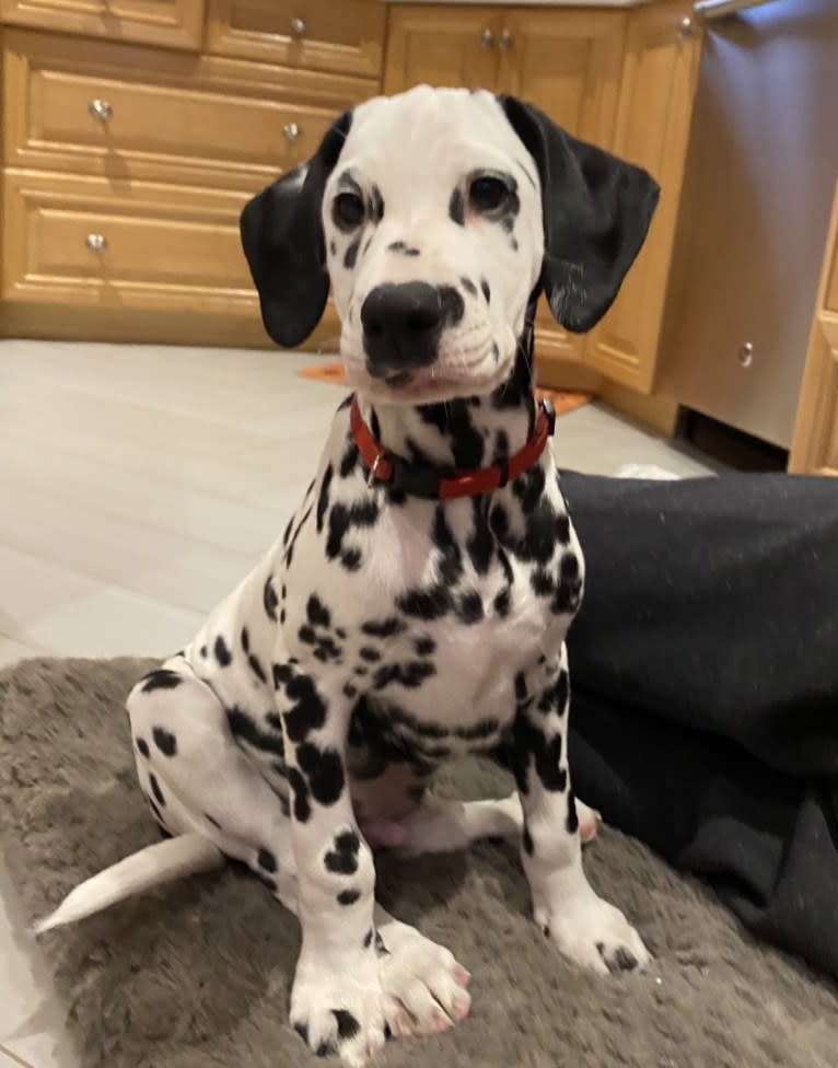 Oscar, a Dalmatian tested with EmbarkVet.com