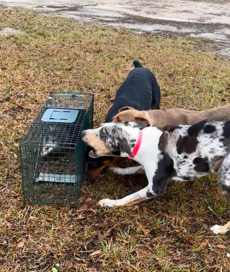 Maze, a Catahoula Leopard Dog tested with EmbarkVet.com