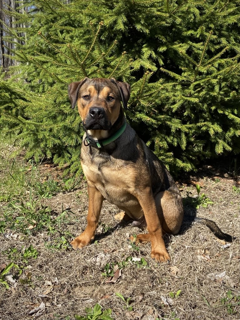 Lenny, a Rottweiler and American Pit Bull Terrier mix tested with EmbarkVet.com