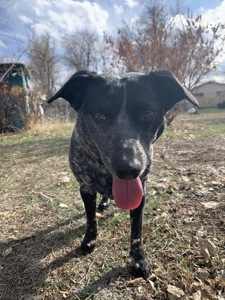 Sophie, an Australian Cattle Dog and Dachshund mix tested with EmbarkVet.com