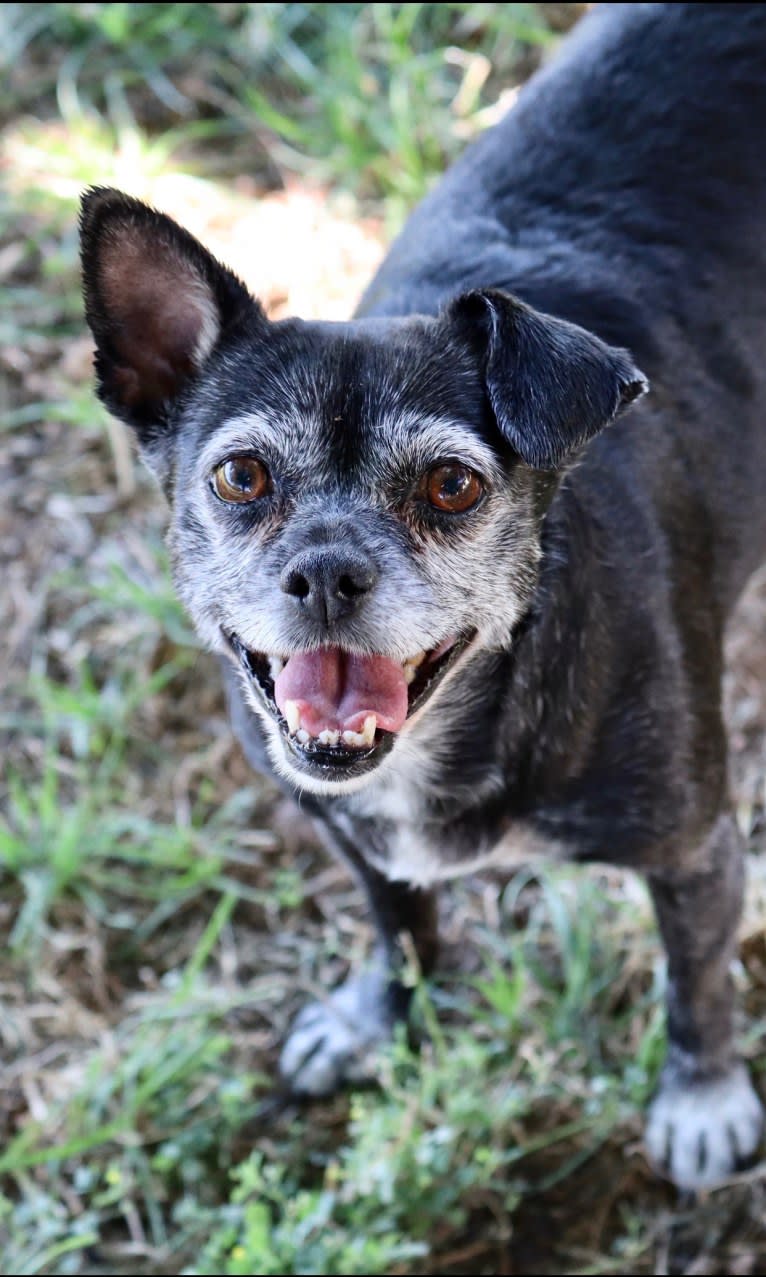 Serena Lorena, a Chihuahua and Pekingese mix tested with EmbarkVet.com
