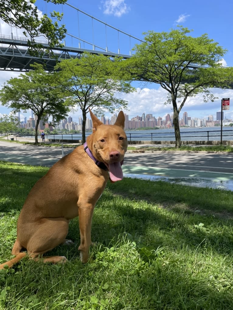 Lavender, an American Pit Bull Terrier and Chow Chow mix tested with EmbarkVet.com