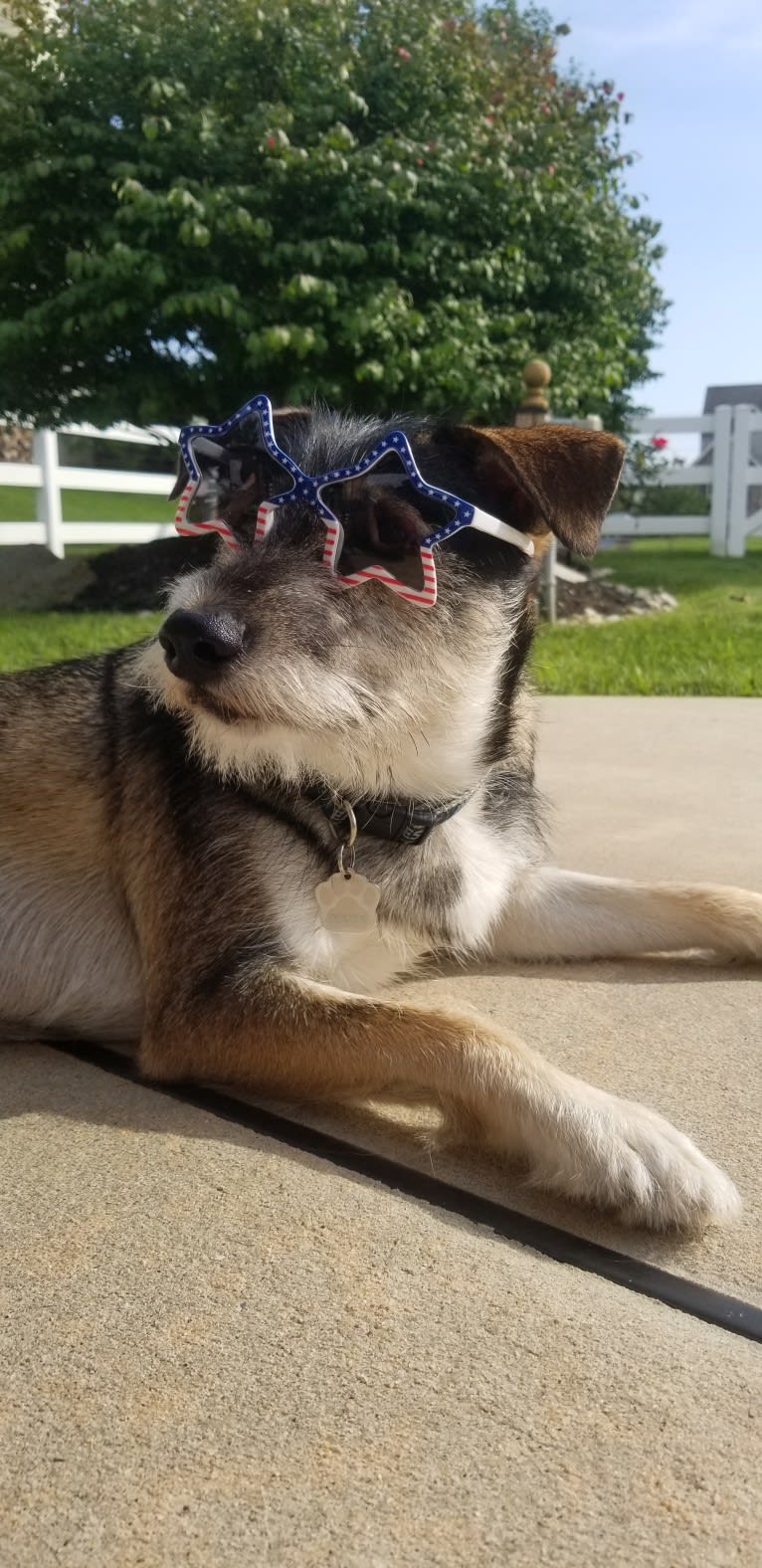 Dexter, a Miniature Schnauzer and Australian Cattle Dog mix tested with EmbarkVet.com