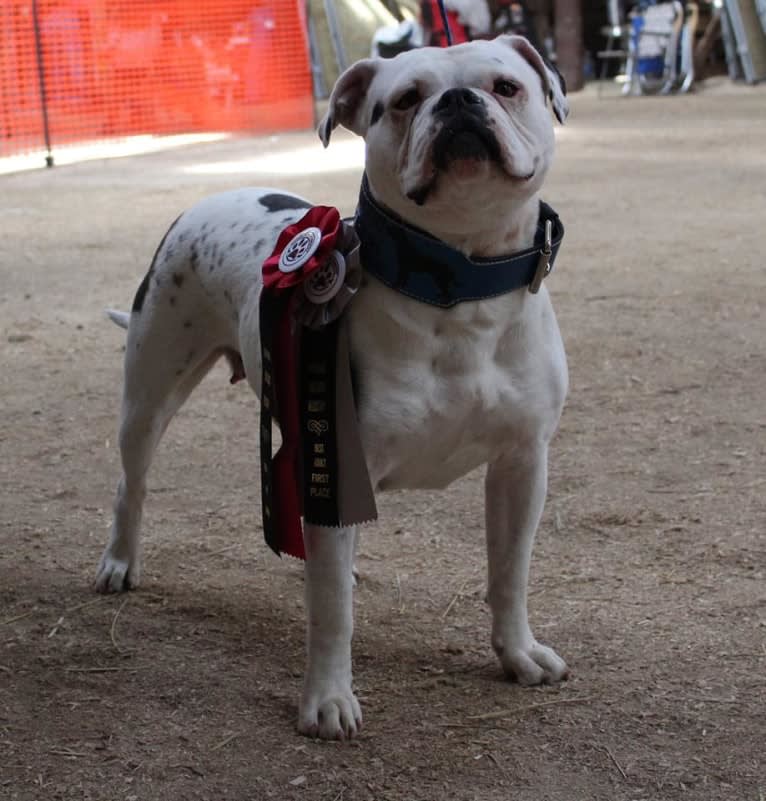 MIDNA, an Alapaha Blue Blood Bulldog tested with EmbarkVet.com