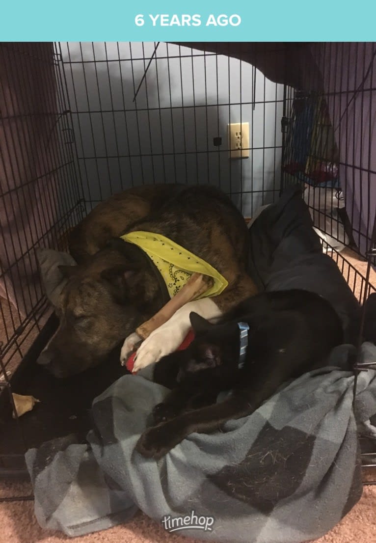 Gus, an American Pit Bull Terrier and Akita mix tested with EmbarkVet.com