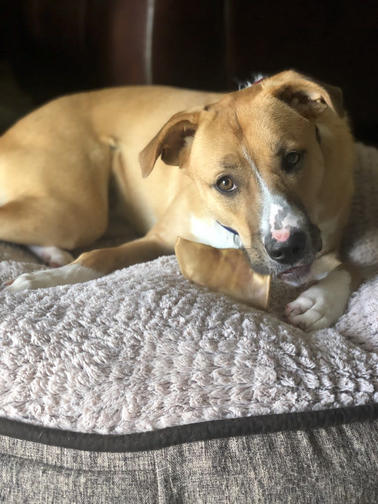 Roo, an Anatolian Shepherd Dog and Border Collie mix tested with EmbarkVet.com