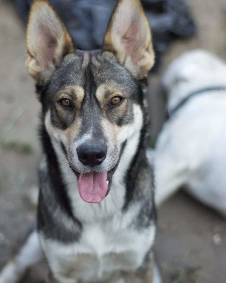 Koda, a German Shepherd Dog and Siberian Husky mix tested with EmbarkVet.com