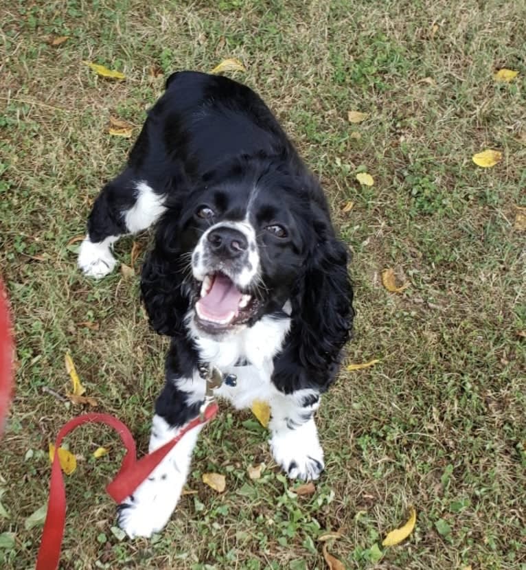 Ricky, a Cocker Spaniel tested with EmbarkVet.com