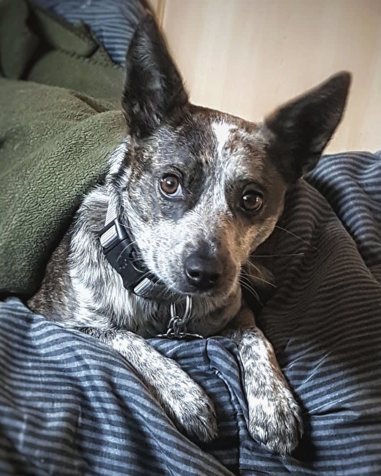 Banshee Boo, an Australian Cattle Dog and American Pit Bull Terrier mix tested with EmbarkVet.com