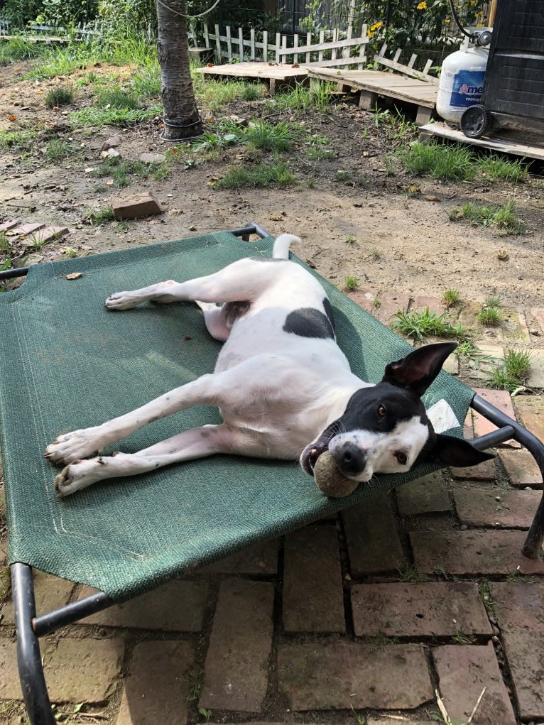 Merlin, an American Staffordshire Terrier and Australian Cattle Dog mix tested with EmbarkVet.com