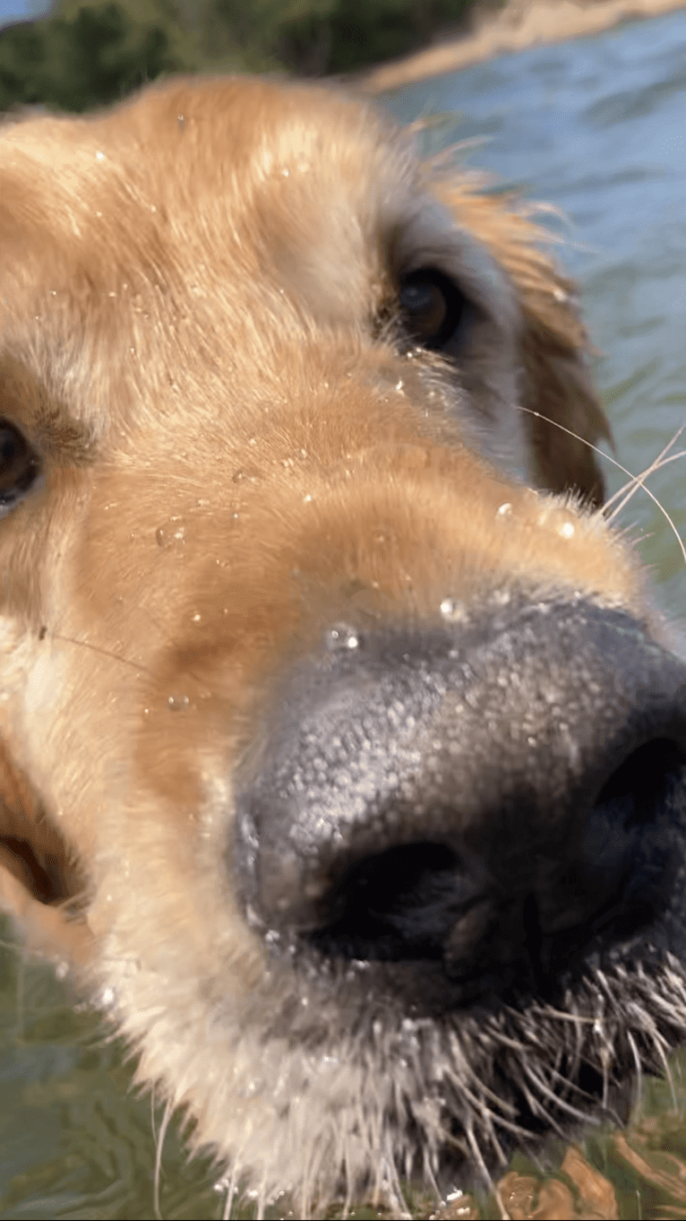 Timber “Gross Manor’s I’ll Be The One You Won’t Forget”, a Golden Retriever tested with EmbarkVet.com