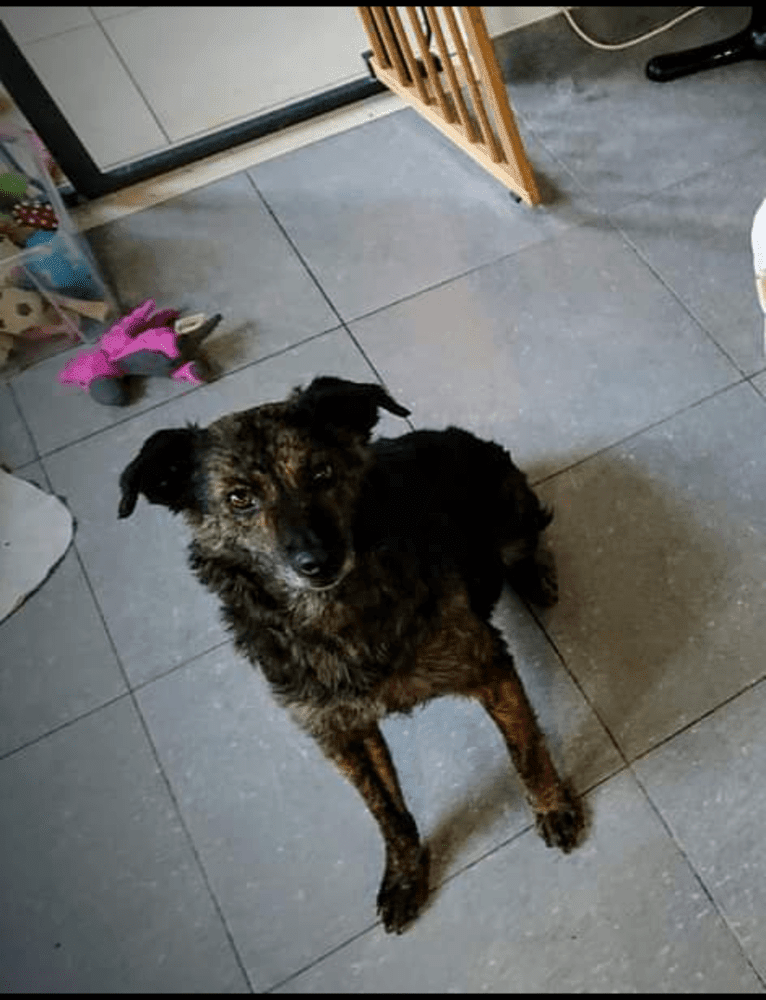 Josie, an Eastern European Village Dog tested with EmbarkVet.com
