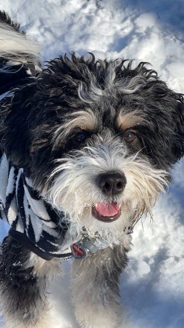 Drake, a Bernese Mountain Dog and Poodle (Small) mix tested with EmbarkVet.com