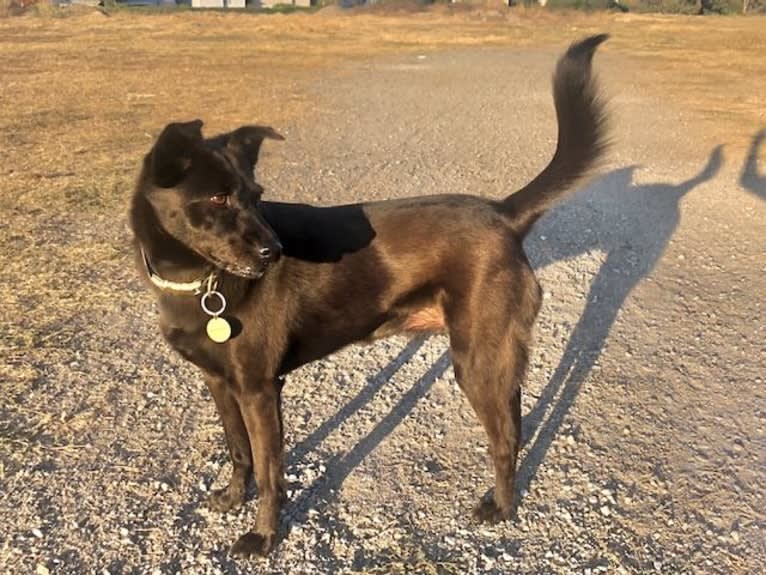 RoofyRoo, a Formosan Mountain Dog tested with EmbarkVet.com