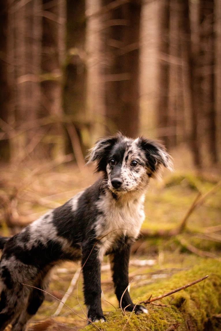 Midna, a Pyrenean Shepherd tested with EmbarkVet.com