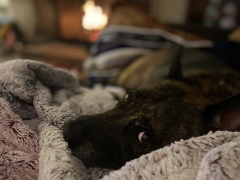 Edie Serbon, an American Pit Bull Terrier and Chinese Shar-Pei mix tested with EmbarkVet.com