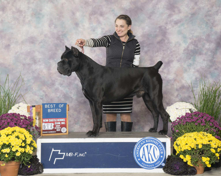 Diesel, a Cane Corso tested with EmbarkVet.com