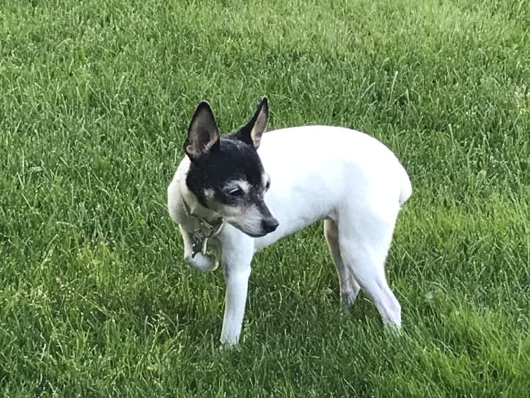 Cordelia (Cory), a Toy Fox Terrier tested with EmbarkVet.com