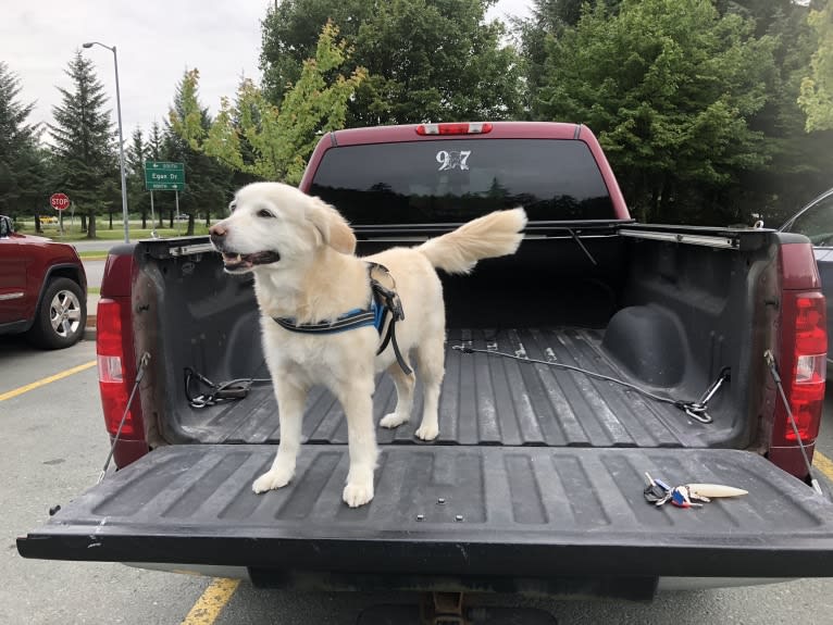 Arvo Arvanetti, a Golden Retriever and Shih Tzu mix tested with EmbarkVet.com