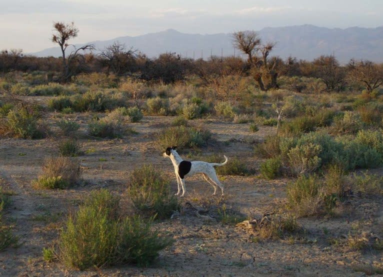 Bo, a Border Collie and Whippet mix tested with EmbarkVet.com