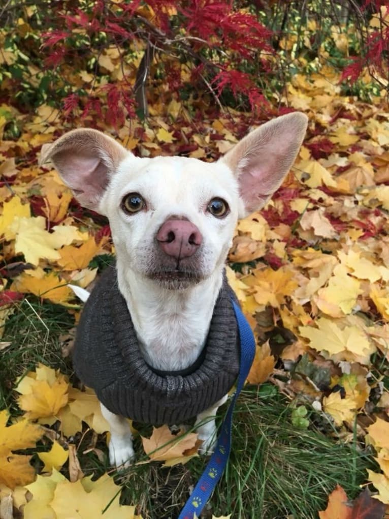 Olaf, a Chihuahua (10.0% unresolved) tested with EmbarkVet.com