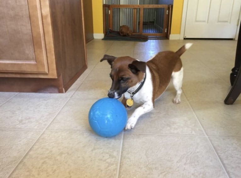 Sammy (Sam), a Russell-type Terrier tested with EmbarkVet.com