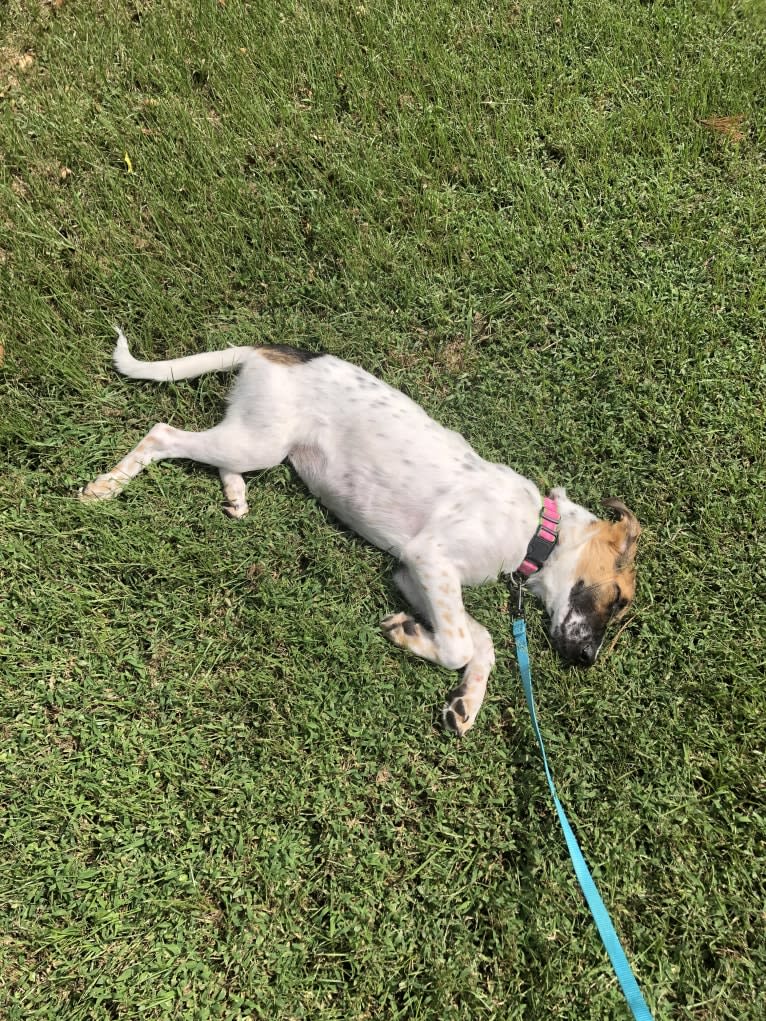 Zoe, a Labrador Retriever and American Foxhound mix tested with EmbarkVet.com