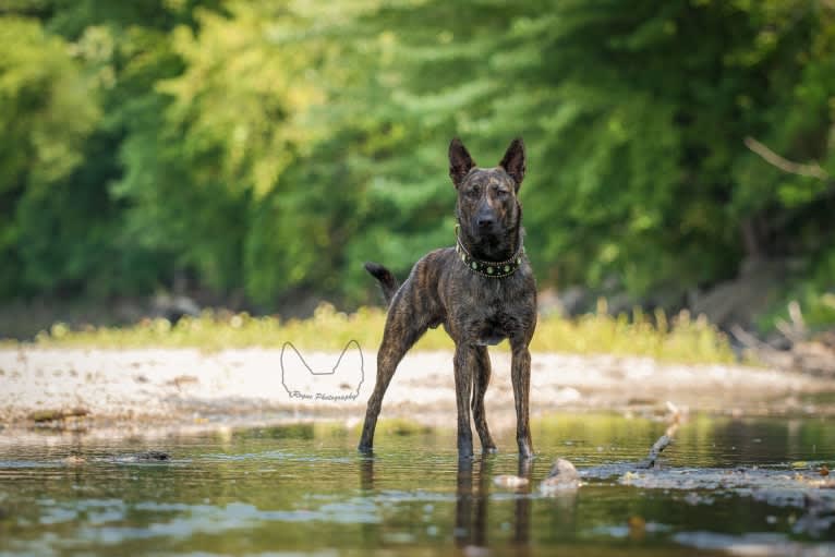 Rogue, a Dutch Shepherd tested with EmbarkVet.com