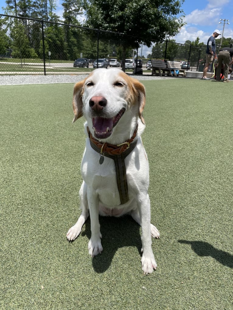 Sasha, an American Foxhound tested with EmbarkVet.com