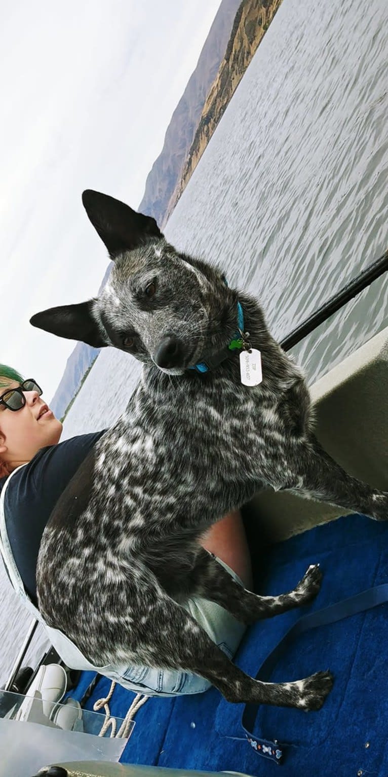 Zip, an Australian Cattle Dog tested with EmbarkVet.com