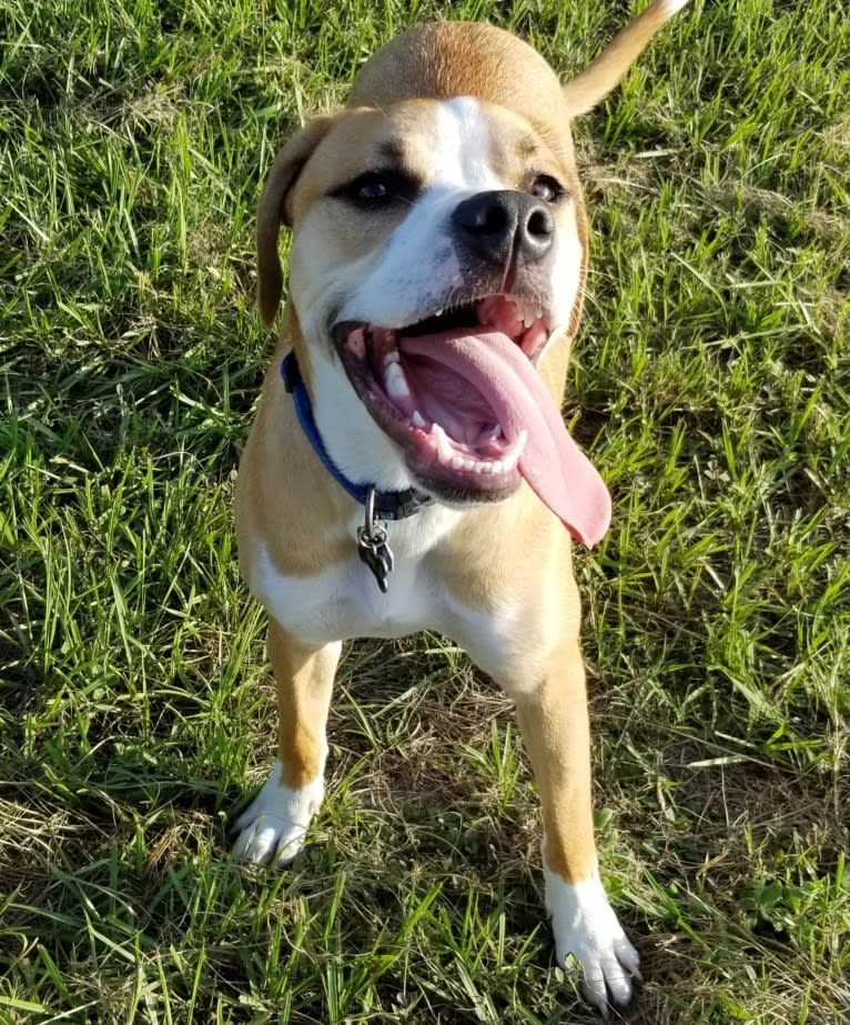 Dakota, an American Pit Bull Terrier and American Staffordshire Terrier mix tested with EmbarkVet.com