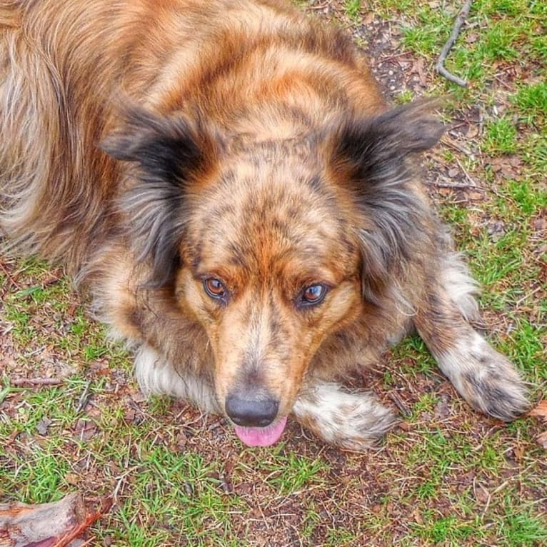 Tyler, a Chow Chow and American Pit Bull Terrier mix tested with EmbarkVet.com