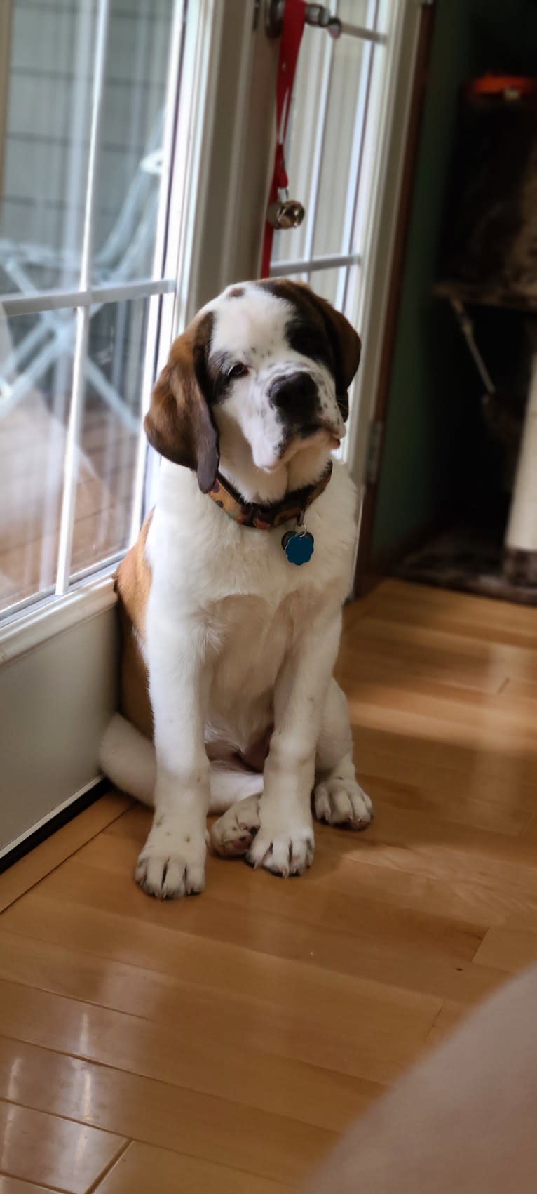 Milhouse "Millie", a Saint Bernard tested with EmbarkVet.com