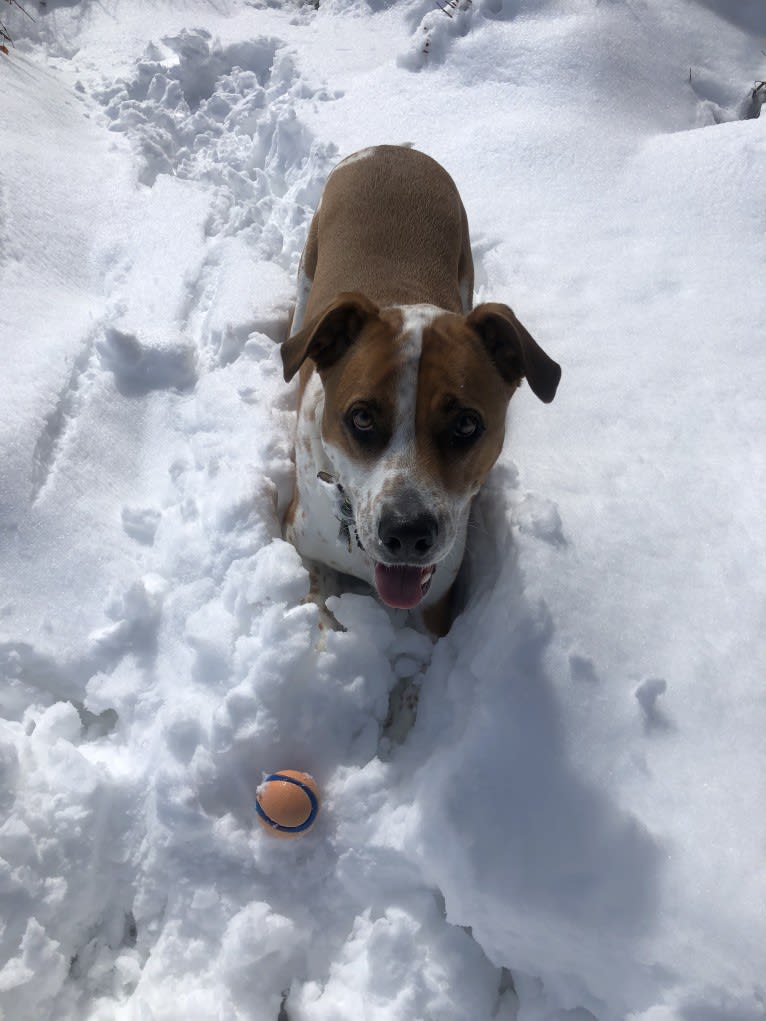 Gimli, an American Pit Bull Terrier and German Shepherd Dog mix tested with EmbarkVet.com