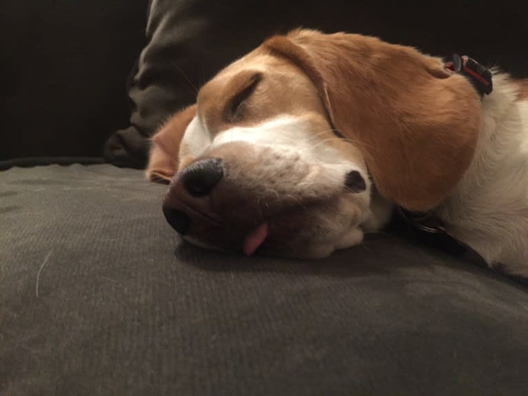 Spencer, a Beagle tested with EmbarkVet.com