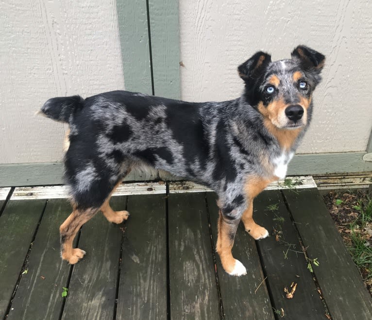 Kaydo, an Australian Shepherd and American Pit Bull Terrier mix tested with EmbarkVet.com