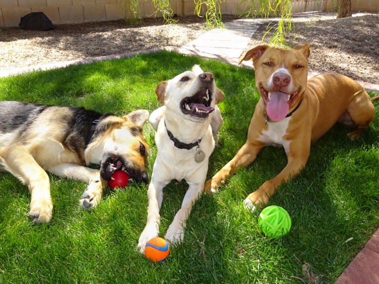 Doc, a Chihuahua and American Pit Bull Terrier mix tested with EmbarkVet.com