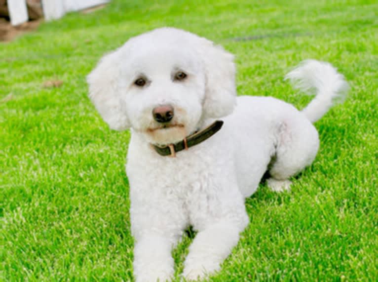 June, a Goldendoodle tested with EmbarkVet.com
