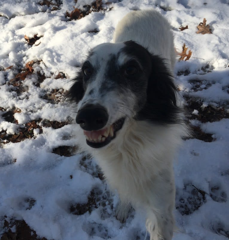 Cool Run Chandon, a Silken Windhound tested with EmbarkVet.com