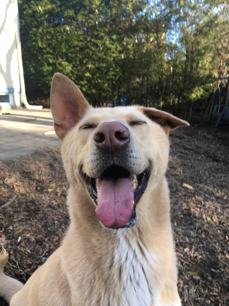 Moonsae, a Japanese or Korean Village Dog tested with EmbarkVet.com