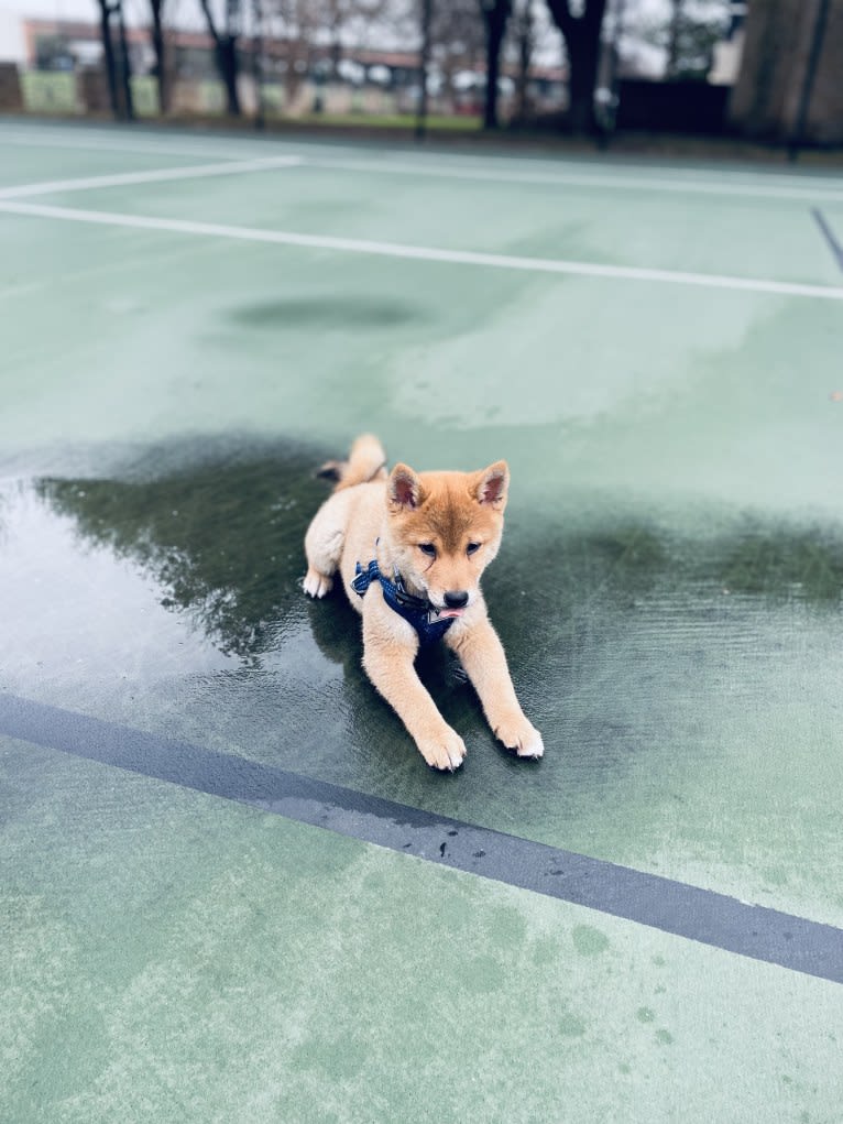 Yusuke Urameshi, a Shiba Inu tested with EmbarkVet.com