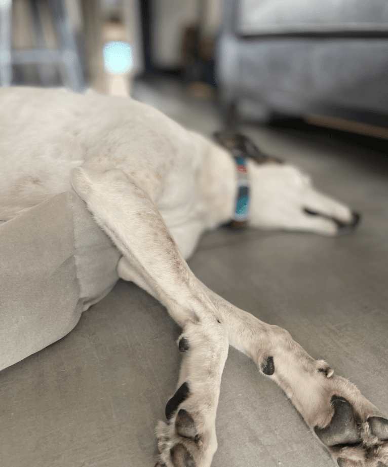 Kenzō, a Greyhound and American Village Dog mix tested with EmbarkVet.com