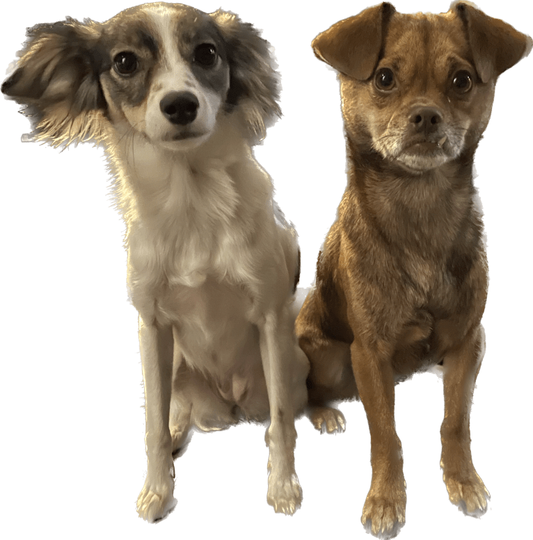 Penny, a Miniature Pinscher and Poodle (Small) mix tested with EmbarkVet.com