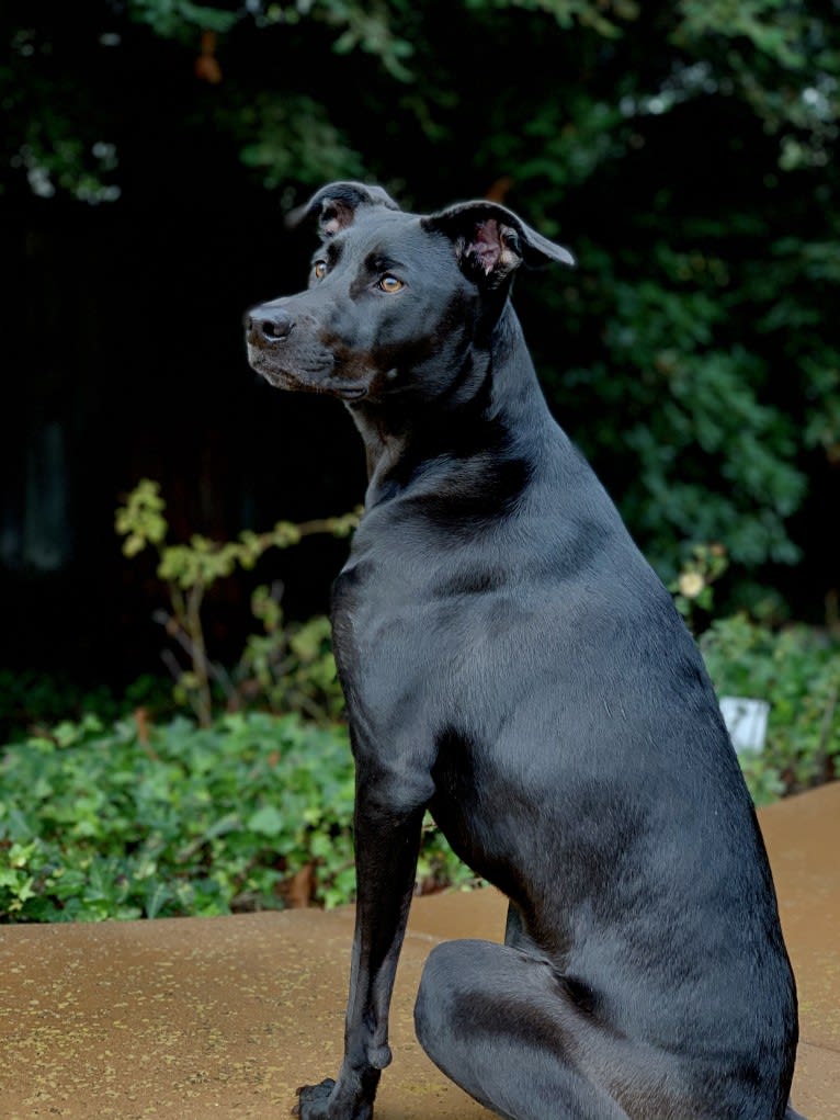 Astro, a Formosan Mountain Dog tested with EmbarkVet.com