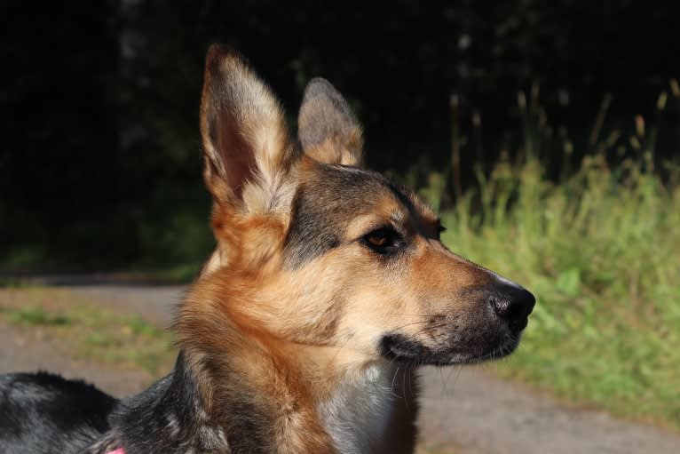 Poju, a Central Asian Village Dog tested with EmbarkVet.com