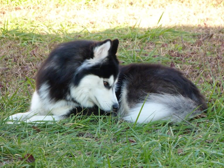 "NEO" NOVEL SIBERIAN'S SLEIGH RIDE, a Siberian Husky tested with EmbarkVet.com