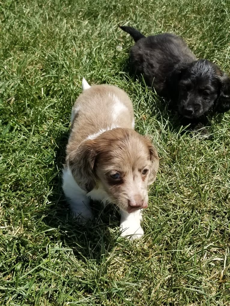 Peach, a Dachshund tested with EmbarkVet.com