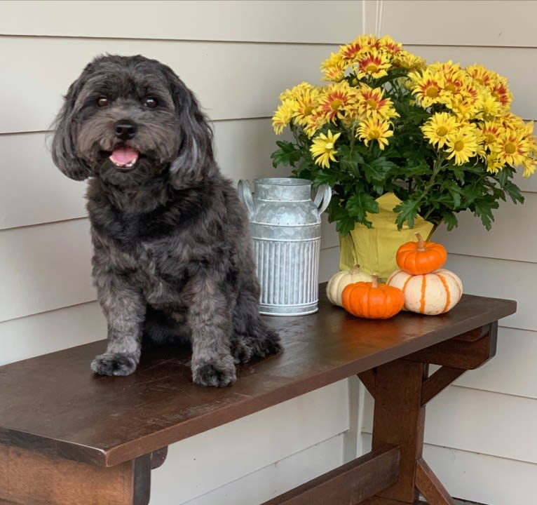 Riley, a Cocker Spaniel and Shih Tzu mix tested with EmbarkVet.com