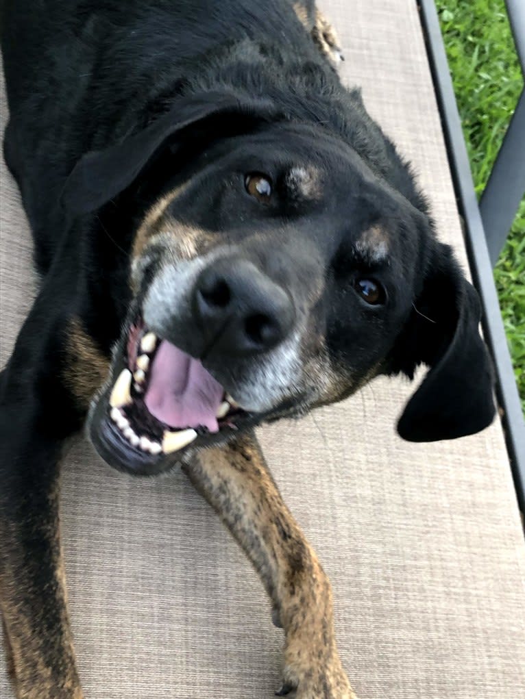 Talon, a Labrador Retriever and Treeing Walker Coonhound mix tested with EmbarkVet.com